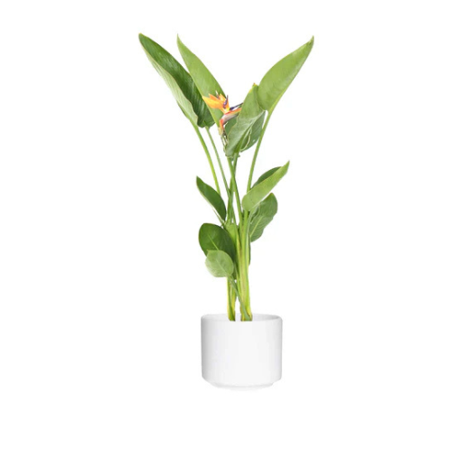 Buy Strelitzia Reginae