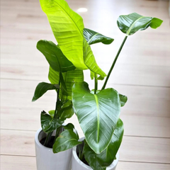 medium height indoor plants Bird of Paradise Bundle – 2 Tall Indoor Plants (150cm) – Royal Plantscape  Garden