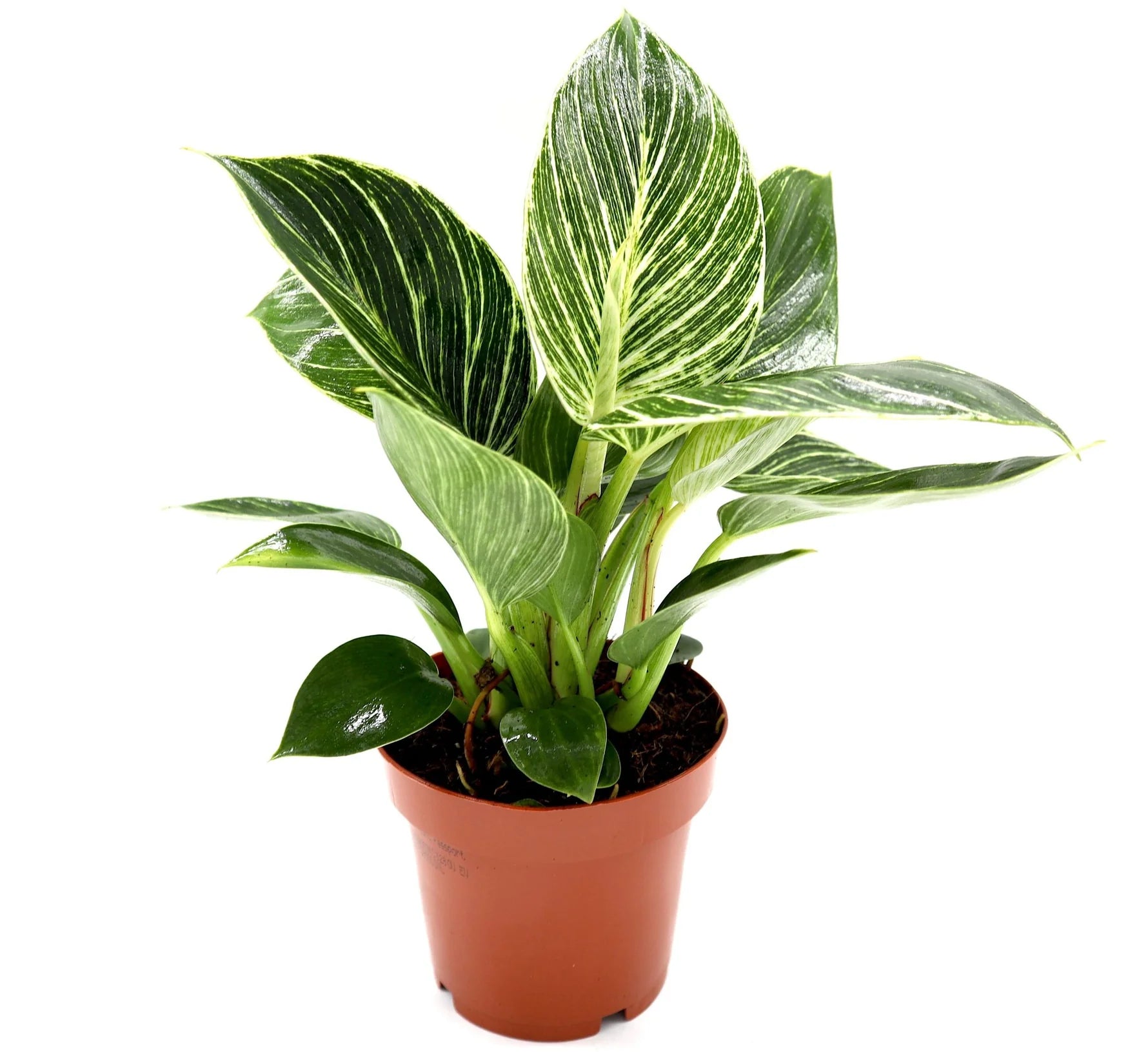 white veined birkin philodendron Philodendron Birkin White Wave Plant – Royal Plantscape Garden