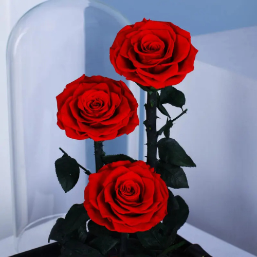 Red Trio Forever Rose Bouquet Gift