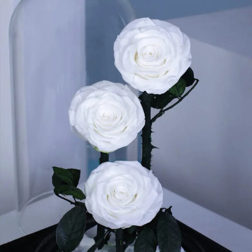 Forever White Rose Trio for Gift
