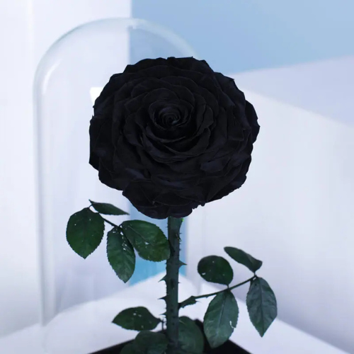 Single Black Forever Rose Gift