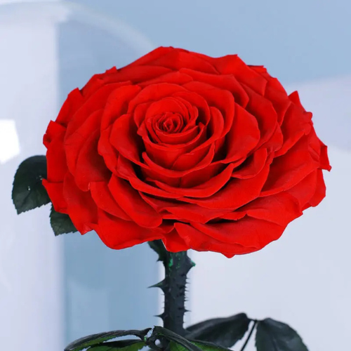 Single Red Forever Rose Gift