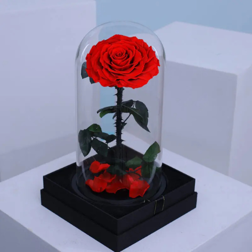 Single Red Forever Rose Gift