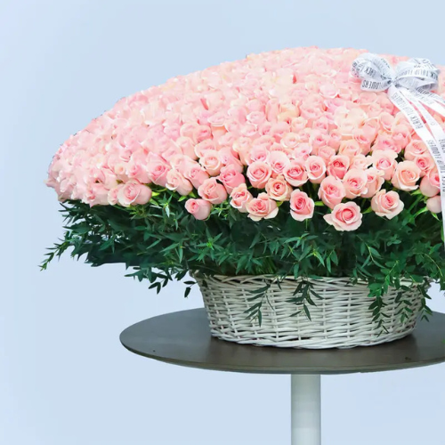Grand 500 Pink Roses Luxury Floral Display
