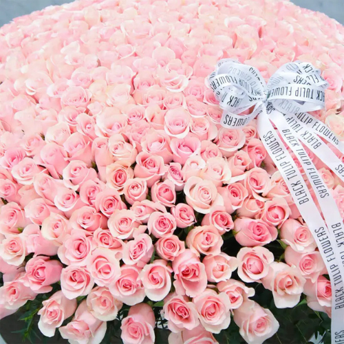 Grand 500 Pink Roses Luxury Floral Display