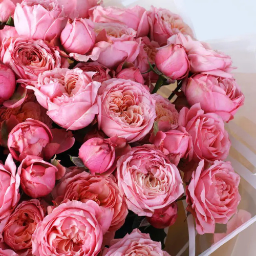 Premium Pink Bombastic Rose Bouquet