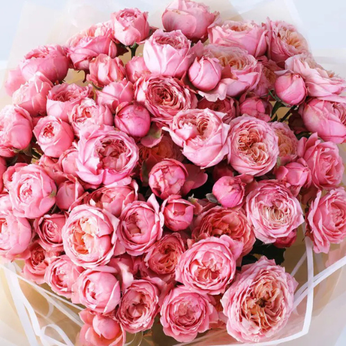 Premium Pink Bombastic Rose Bouquet