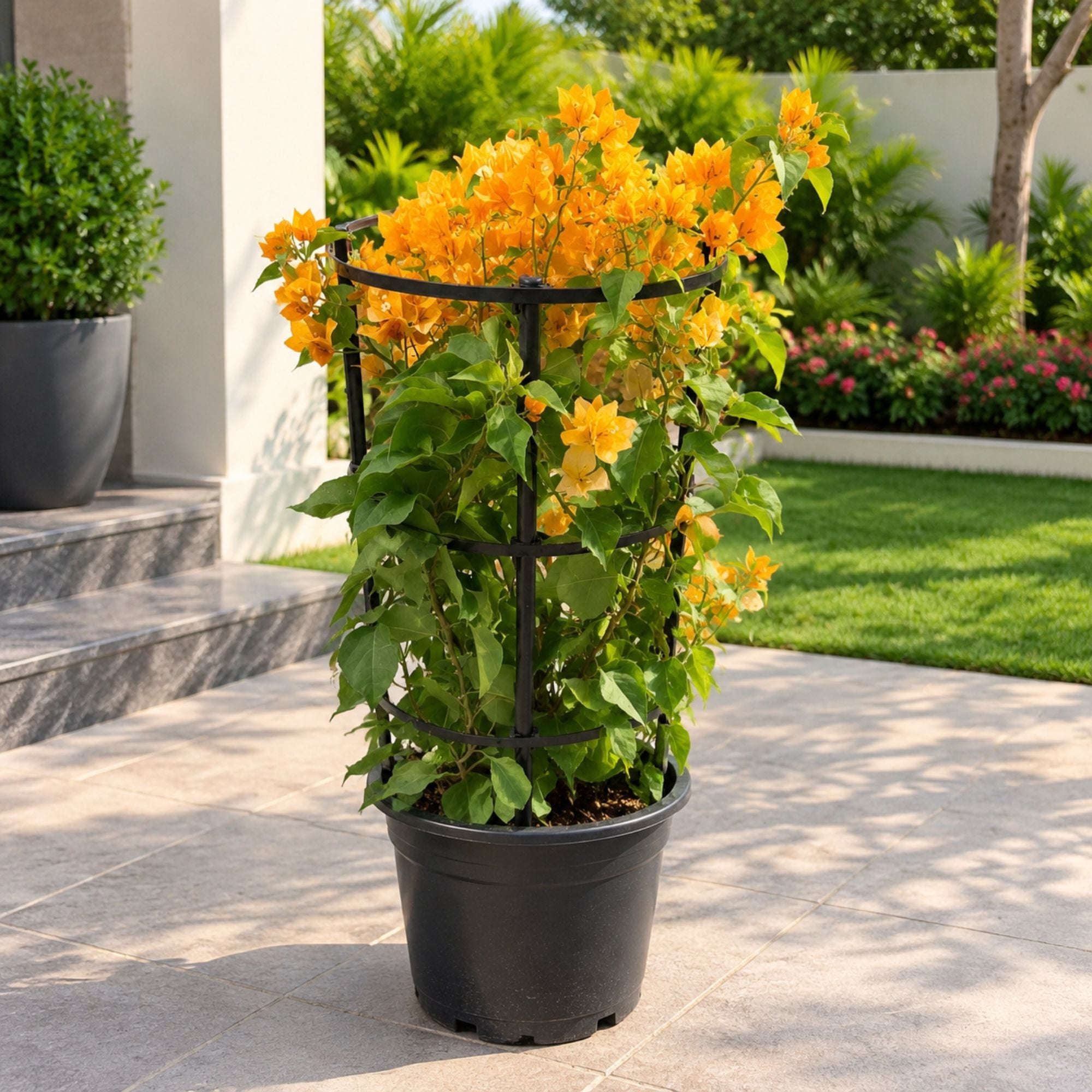 Bougainvillea Flower Plant