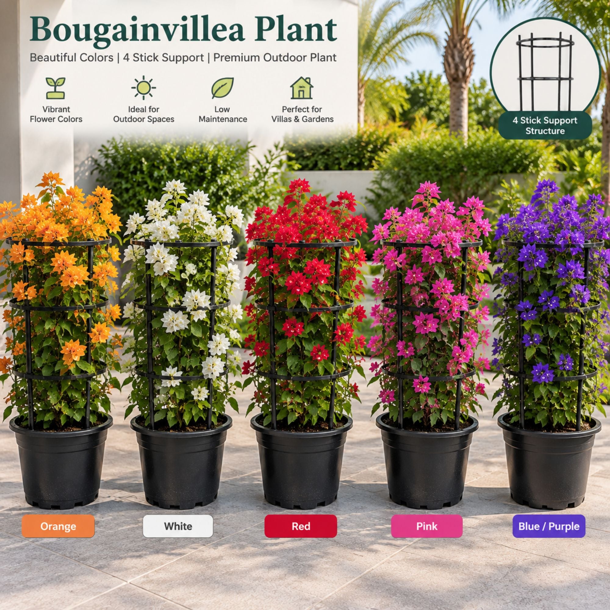 Bougainvillea Flower Plant Multi Color
