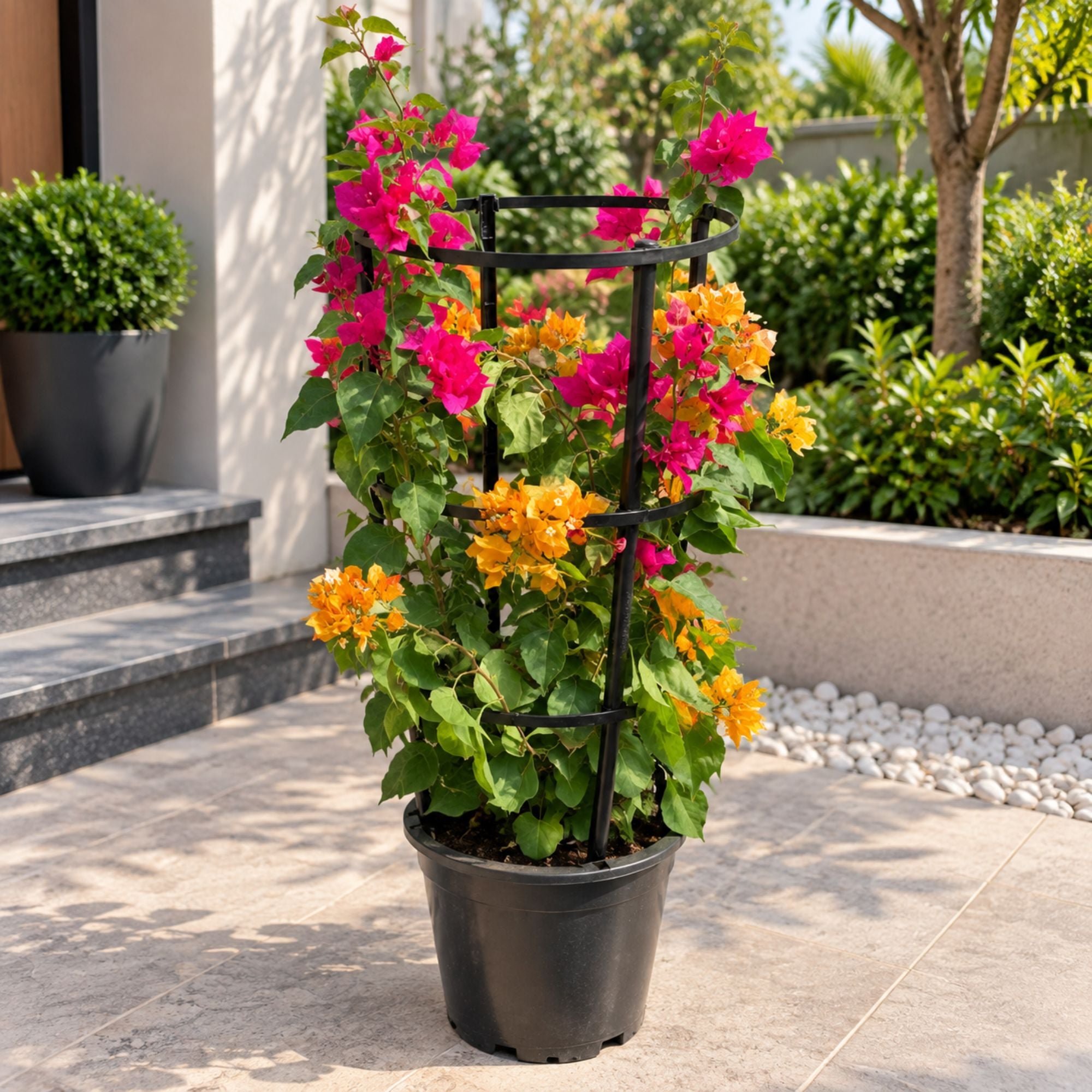 Bougainvillea Flower Plant – Orange and Pink Color