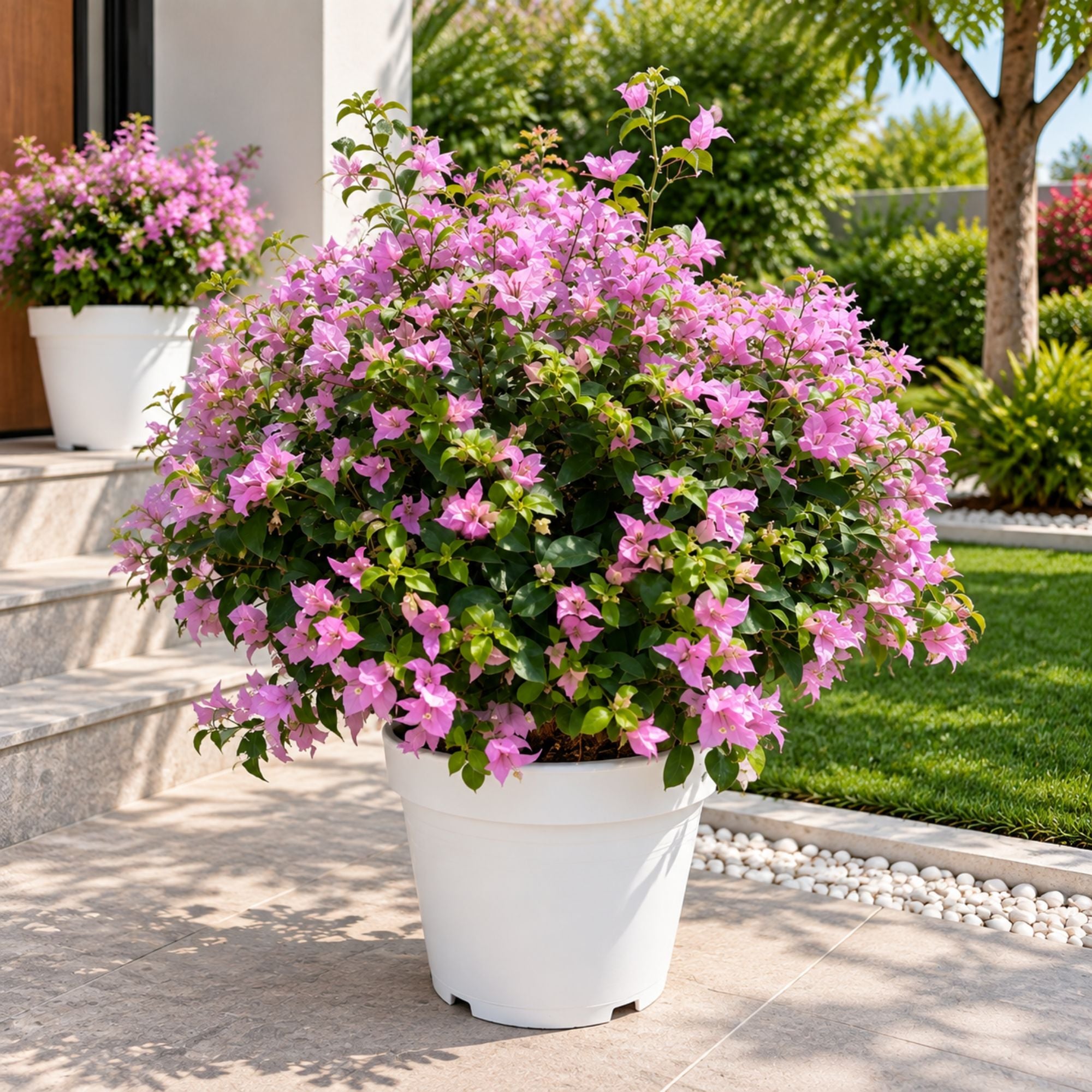  Bougainvillea Flower Plant Pink
