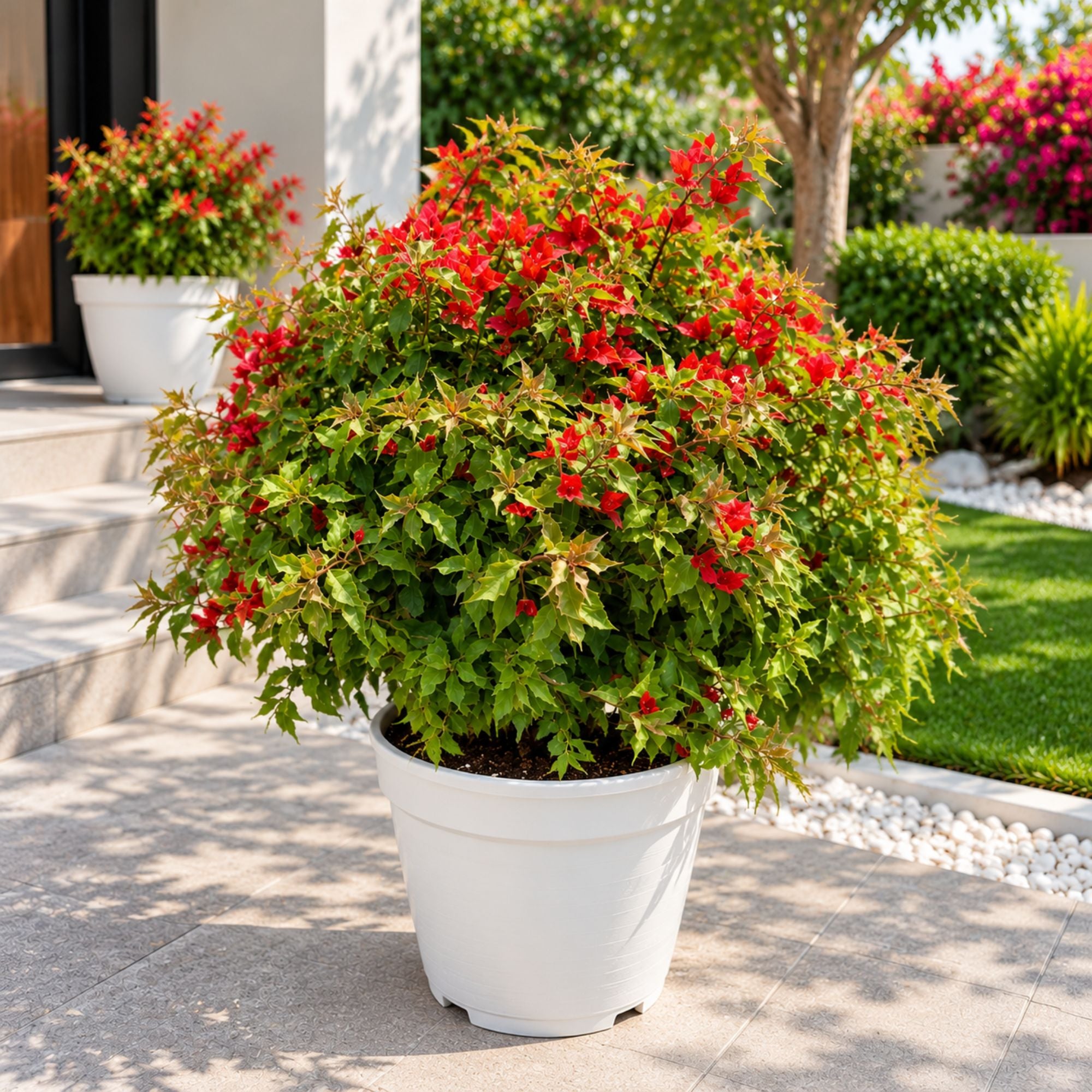  Bougainvillea Flower Plant Pink