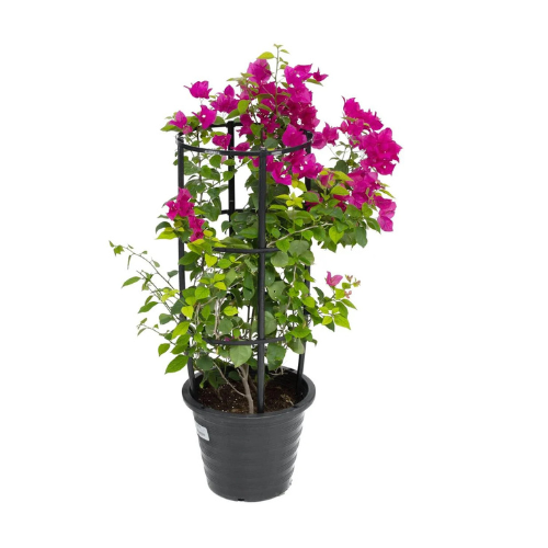 Bougainvillea Nana Red Outdoor Plant