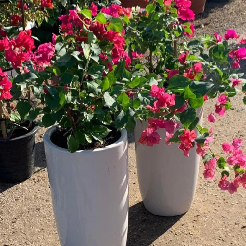 Bougainvillea Red Combo – 2-Piece Set With Ceramic Pots