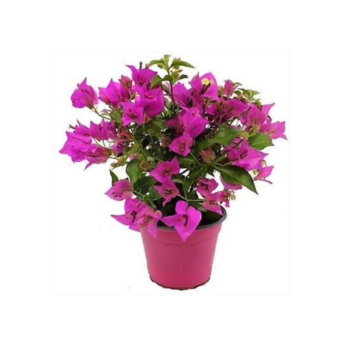 Bougainvillea spectabili
