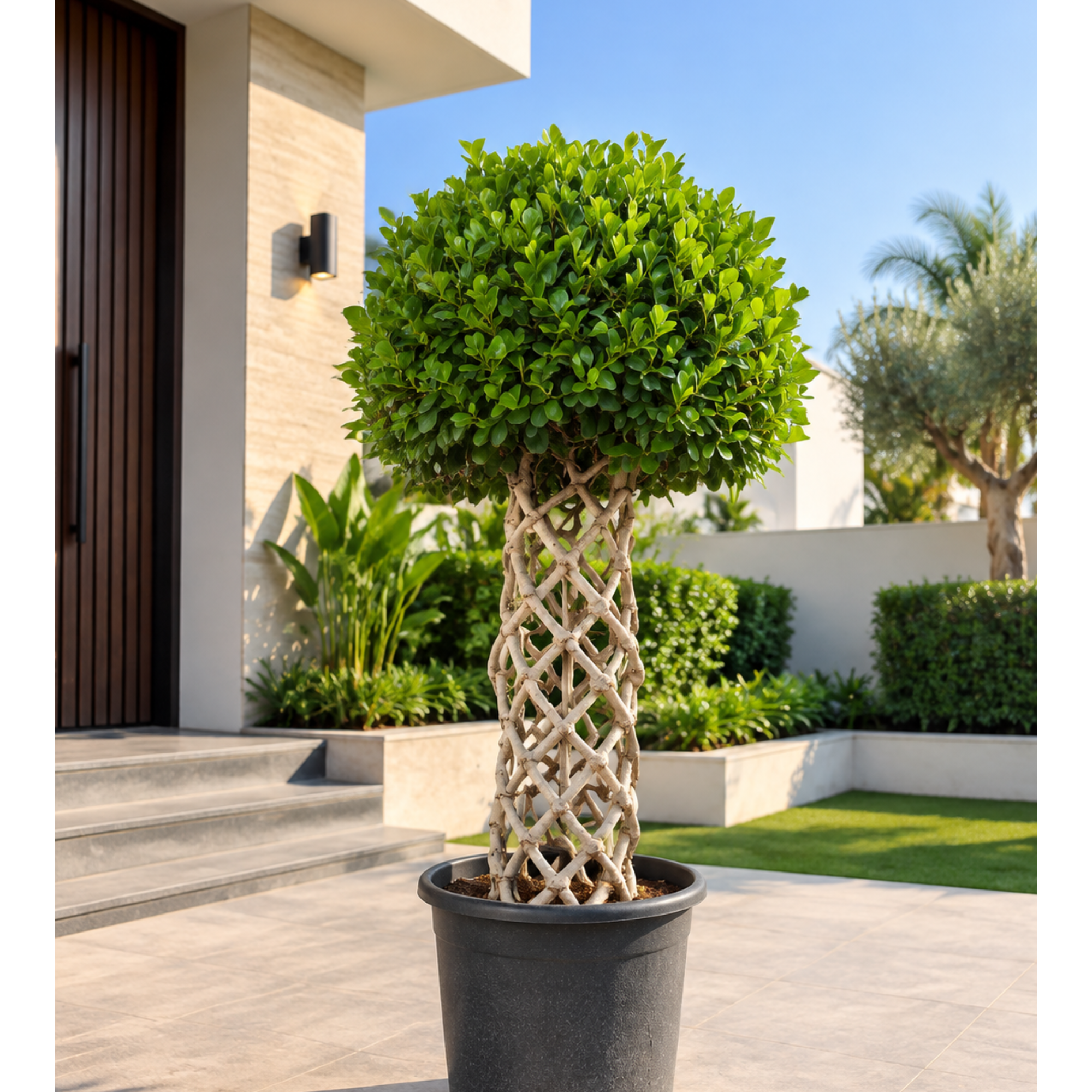  Braided Ficus Topiary Tree 