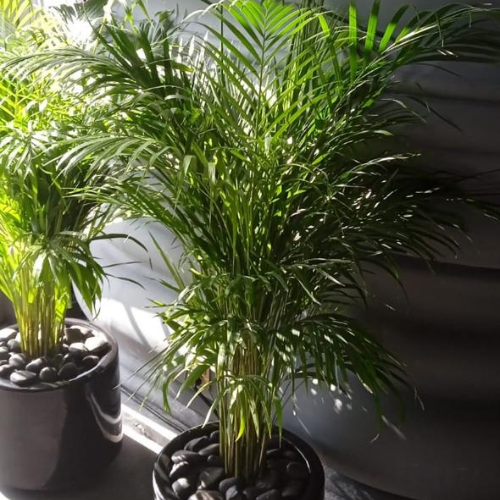 Bundle – Set of 4 Areca Palm Plants With Premium Ceramic Pots