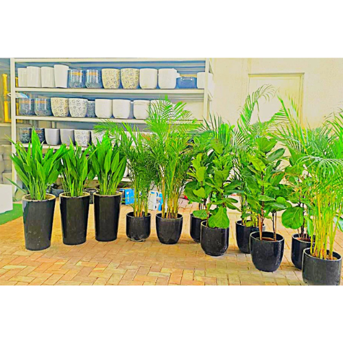 Bundle of 11 Premium Indoor Plants | Aspidistra, Areca Palm & Fiddle Leaf Fig