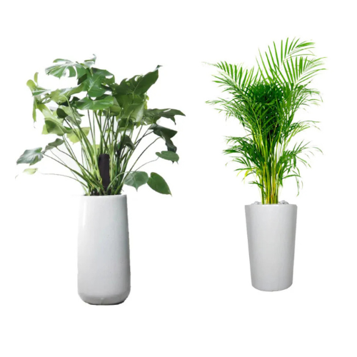 Bundle of 2 - Areca Palm & Monstera Deliciosa in Ceramic Pots 