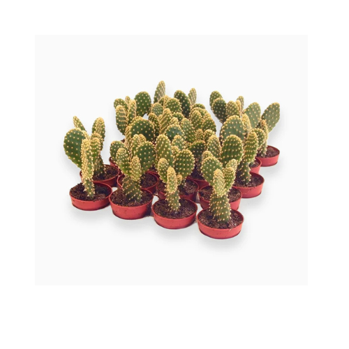 Bunny Ears Cactus 5–8cm