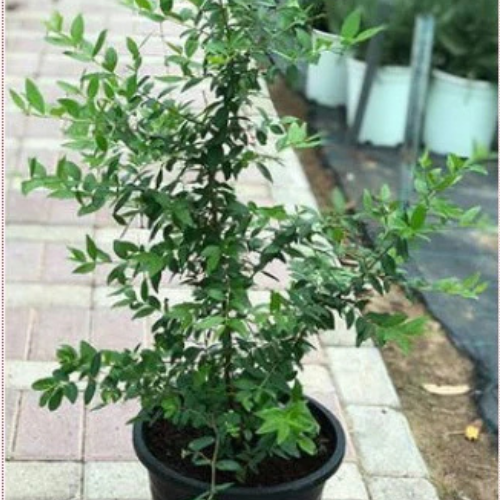 Buy Common Myrtle in UAE