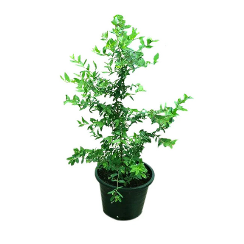 Buy Common Myrtle in UAE