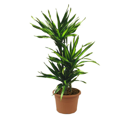 Buy Corn Plant For Indoor
