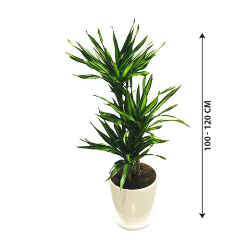 Buy Corn Plant For Indoor