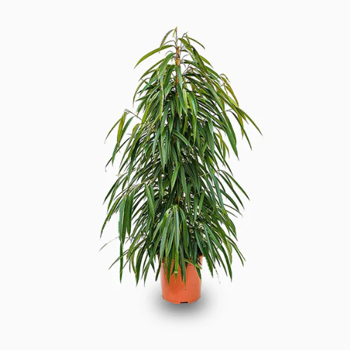 Ficus Amstel King – Royal Plantscape Garden