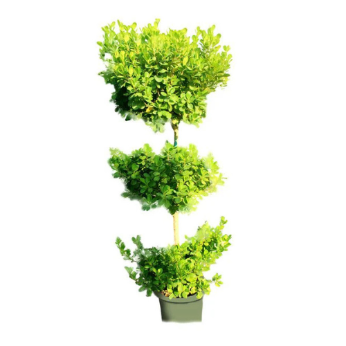 Buy Ficus Panda 3 Head in Dubai,UAE