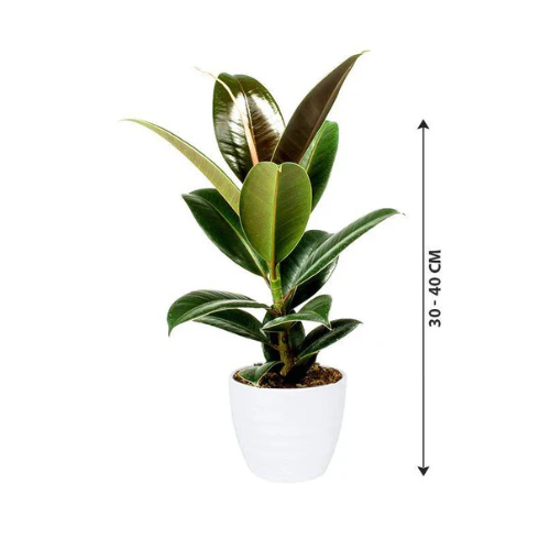 Buy Rubber Plant | Ficus Elastic Abidjan