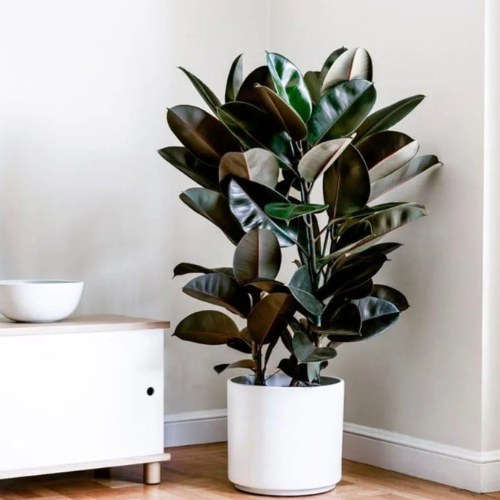 Buy Rubber Plant | Ficus Elastic Abidjan