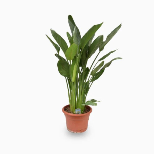 Buy Strelitzia Reginae