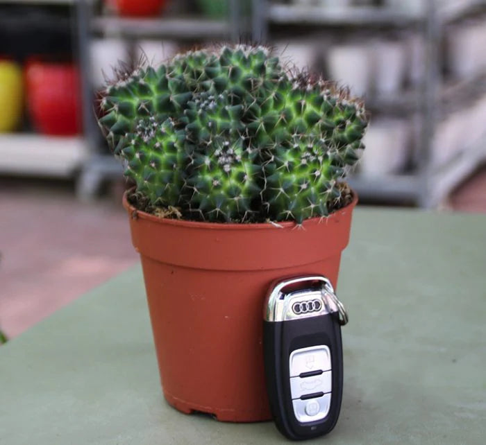 Ornamental Cactus