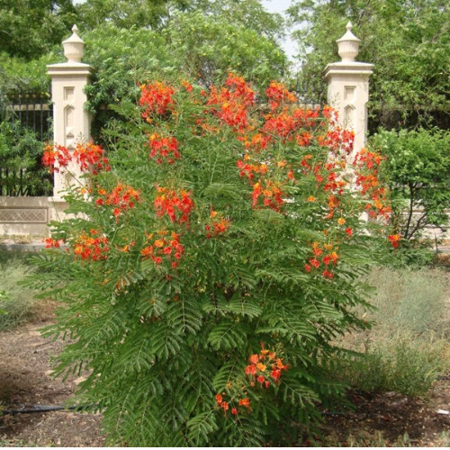 Caesalpinia Pulcherrima