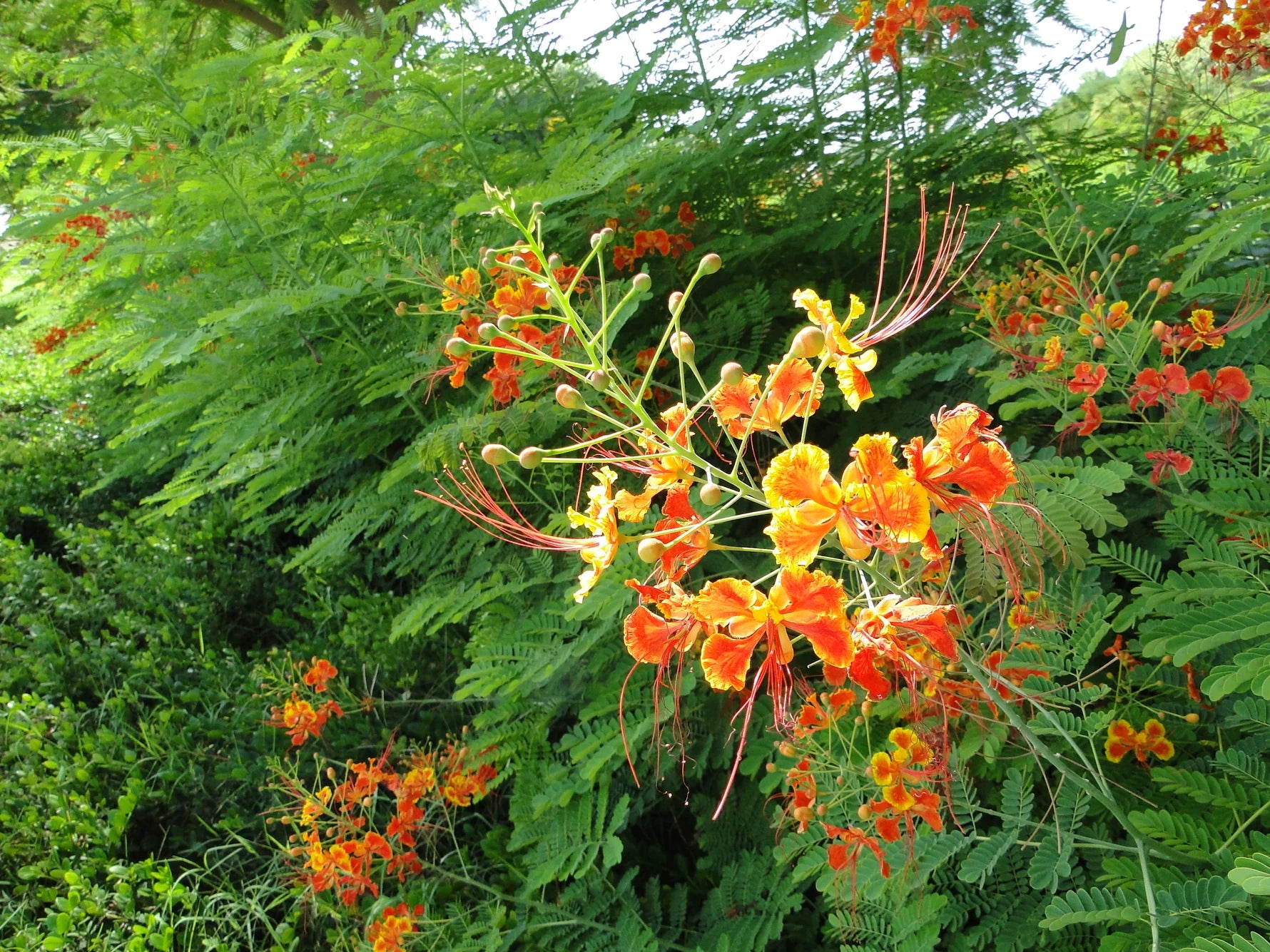 Caesalpinia Pulcherrima