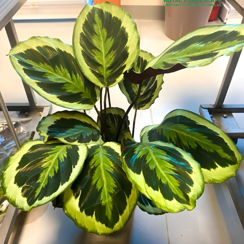 Calathea Medallion Plant in Dubai, UAE