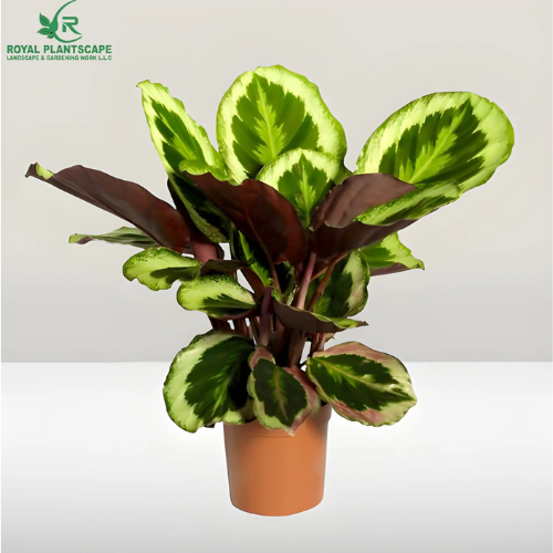 Calathea Medallion Plant in Dubai, UAE
