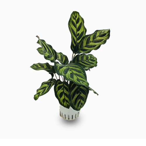 Calathea Zebrina Houseplant