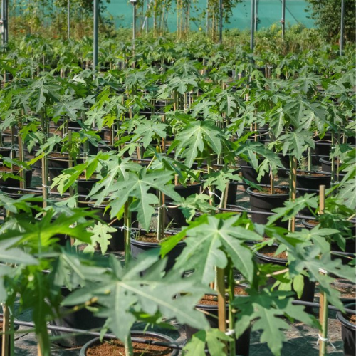 Carica papaya or Papaya Tree