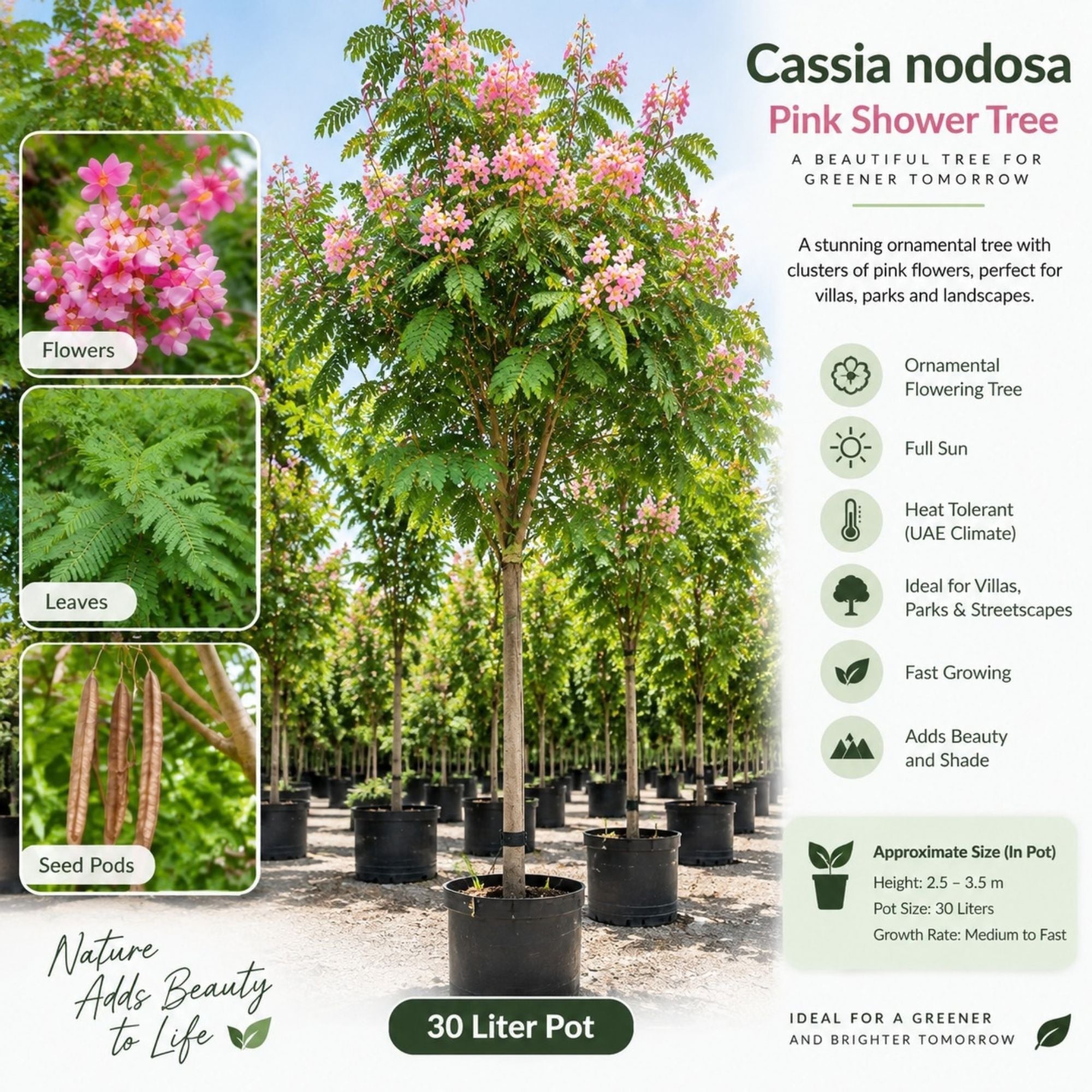 Cassia Nodosa Tree