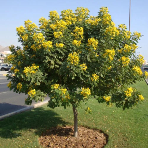 Cassia surattensis “Scrambled Egg Plant”