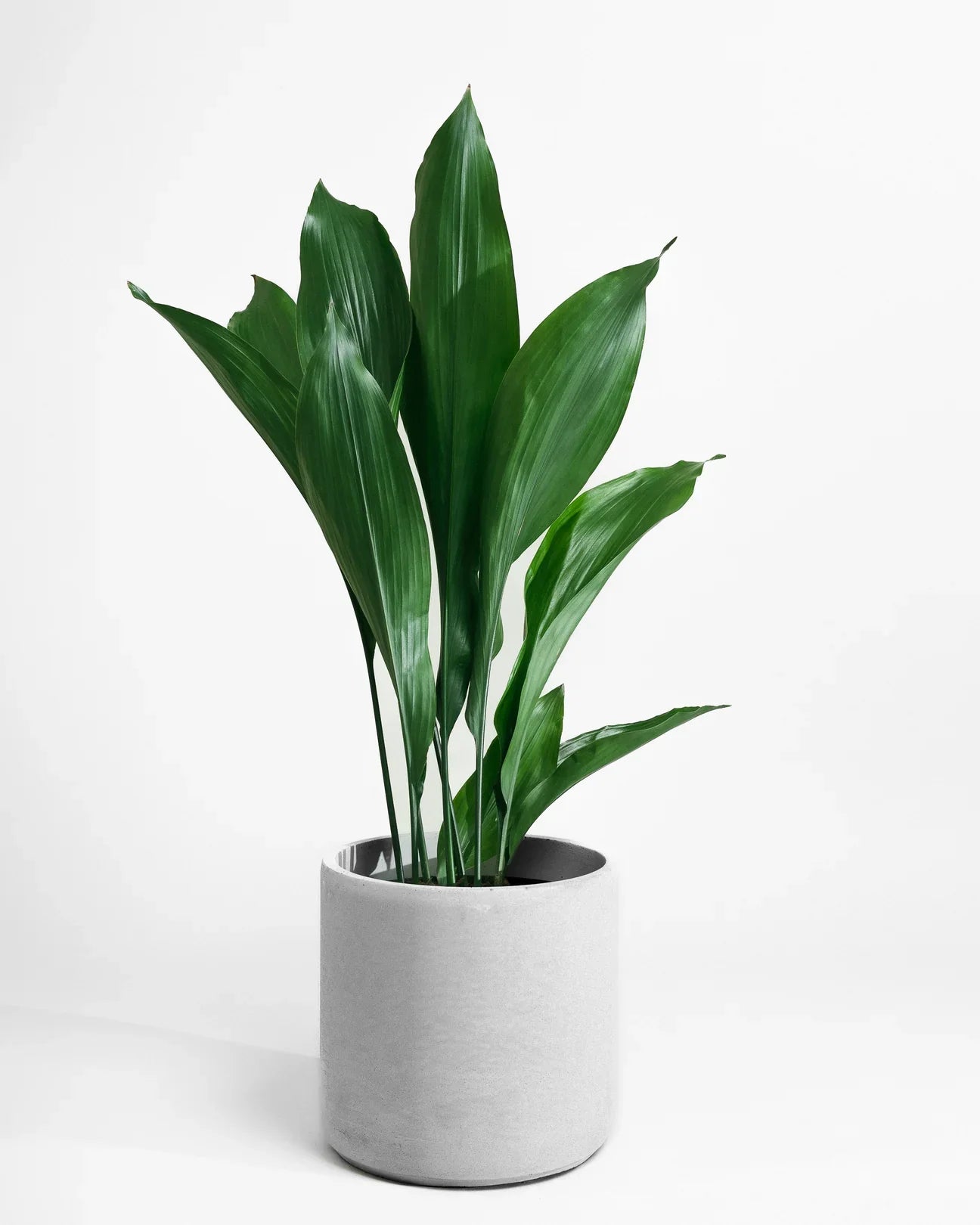 Aspiradas Plant Dubai | Indoor Aspidistras Plant | Cast Iron Plant