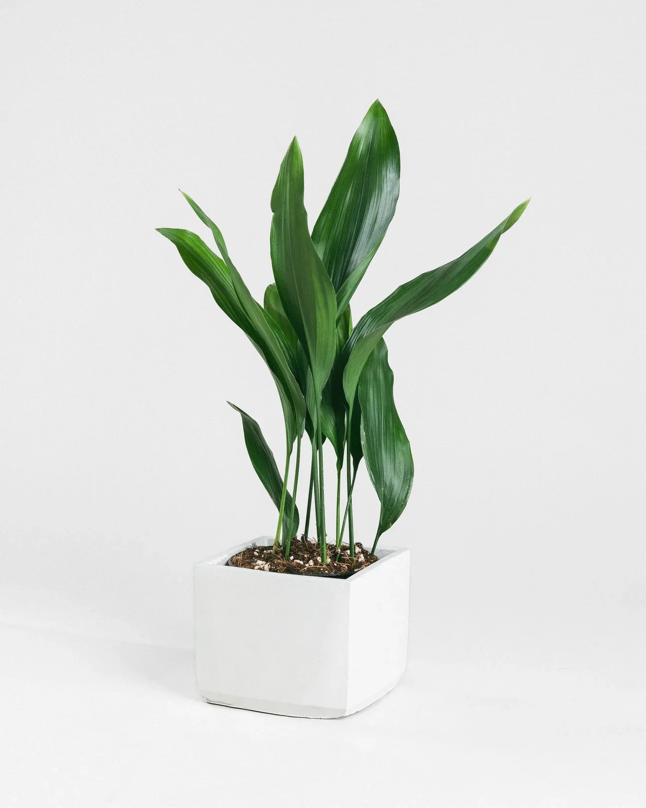 Aspiradas Plant Dubai | Indoor Aspidistras Plant | Cast Iron Plant