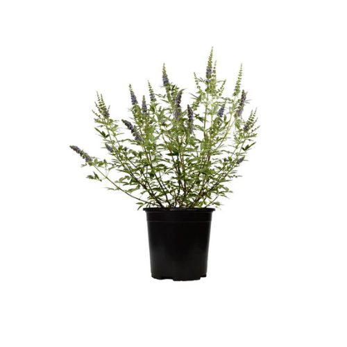 Chaste Tree - Vitex Agnus