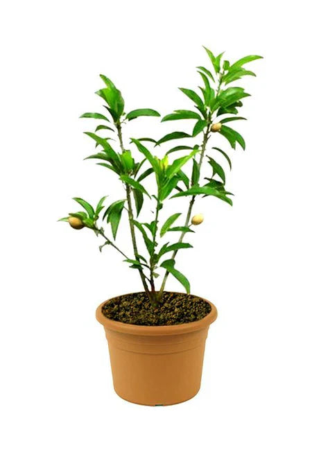 Chikoo (Sapodilla) - Manilkara Zapota - Outdoor Fruit Plants