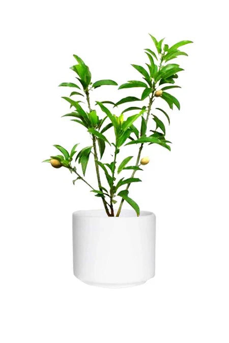 Chikoo (Sapodilla) - Manilkara Zapota - Outdoor Fruit Plants