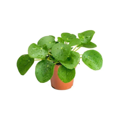 money plant dubai Chinese Money Plant, Pilea Peperomioides in Dubai – Royal Plantscape Garden