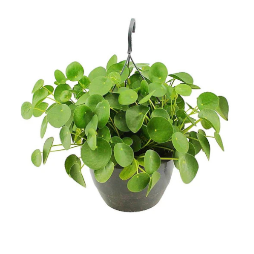 money tree dubai Chinese Money Plant, Pilea Peperomioides in Dubai – Royal Plantscape Garden